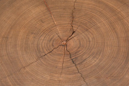 50'S - LOW WALNUT TREE TRUNK TABLE